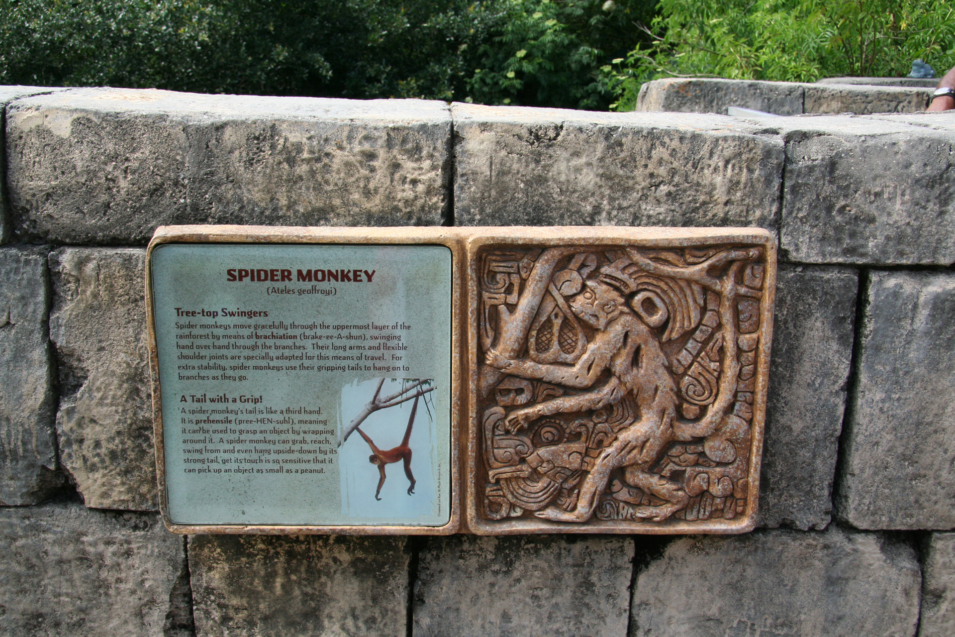Klammeraffe
